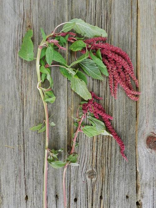 HANGING RED AMARANTHUS